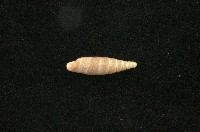 藏品(似謝氏煙管蝸牛)的圖片